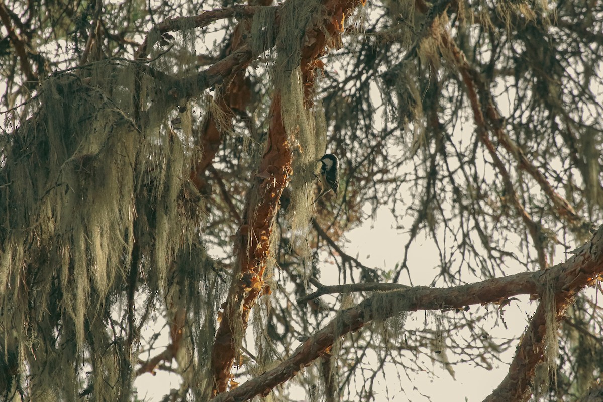 Coal Tit - ML646541163