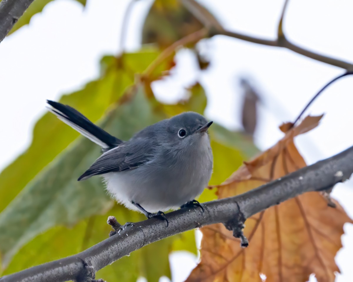 Blue-gray Gnatcatcher - ML646541164