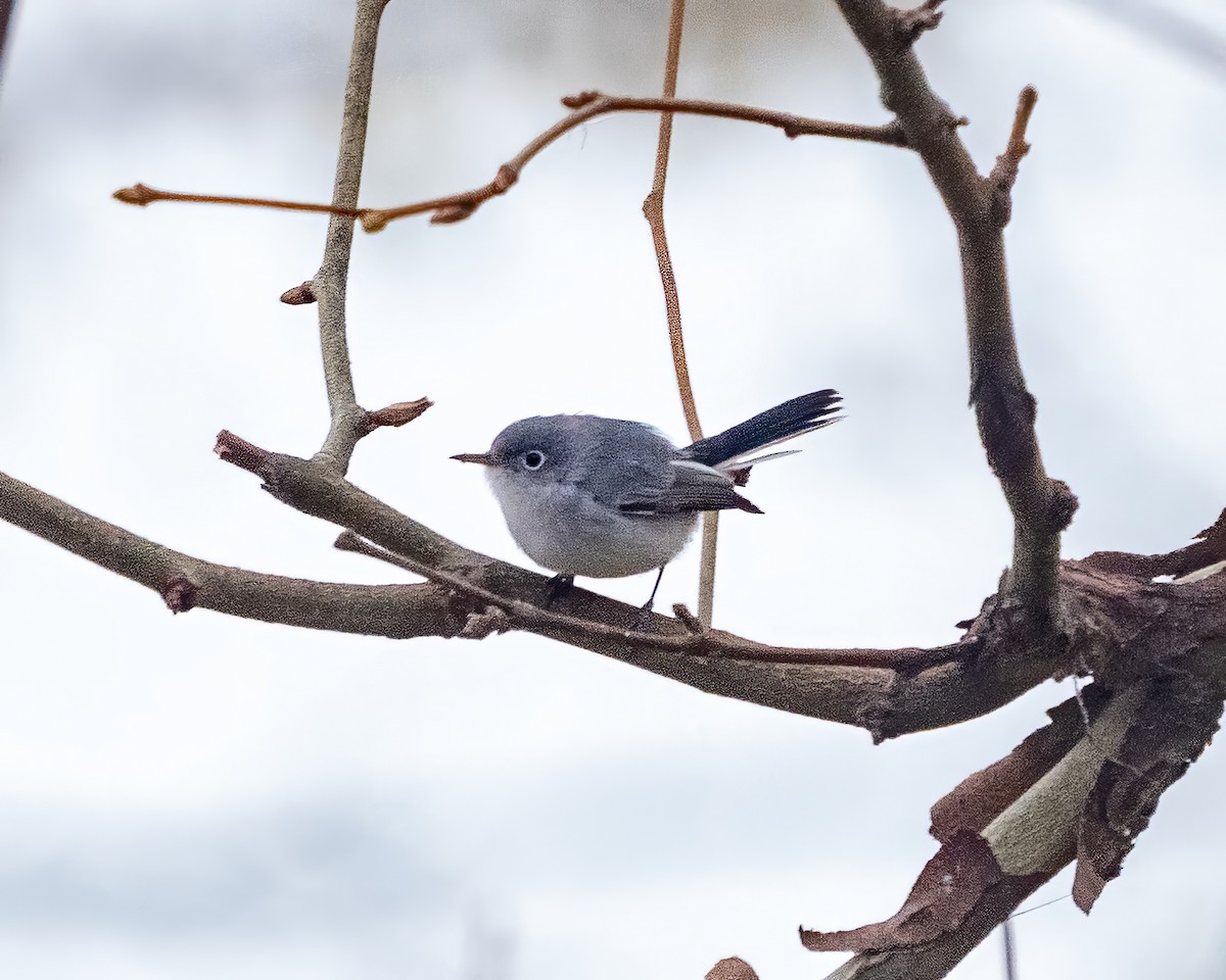 Blue-gray Gnatcatcher - ML646541165
