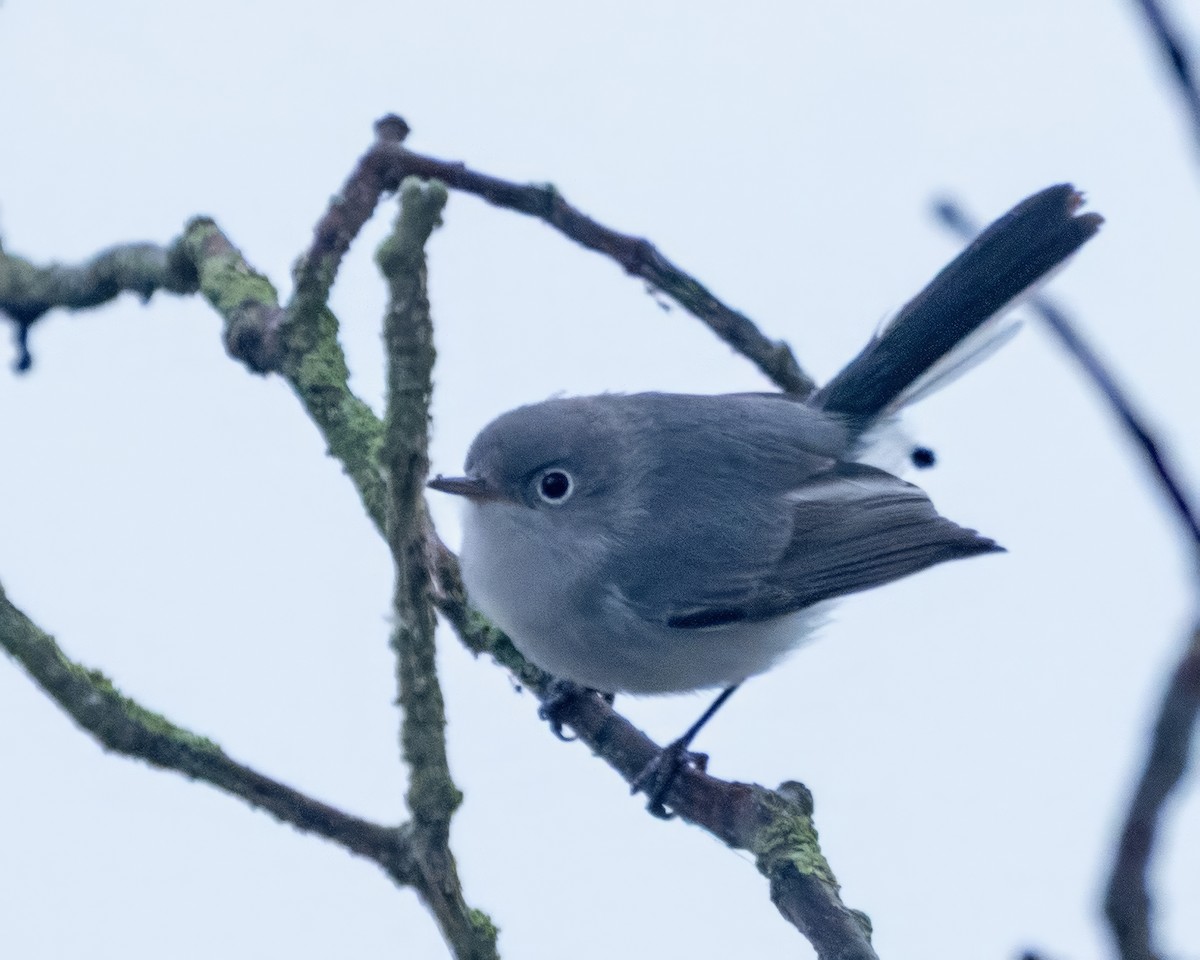 Blue-gray Gnatcatcher - ML646541166