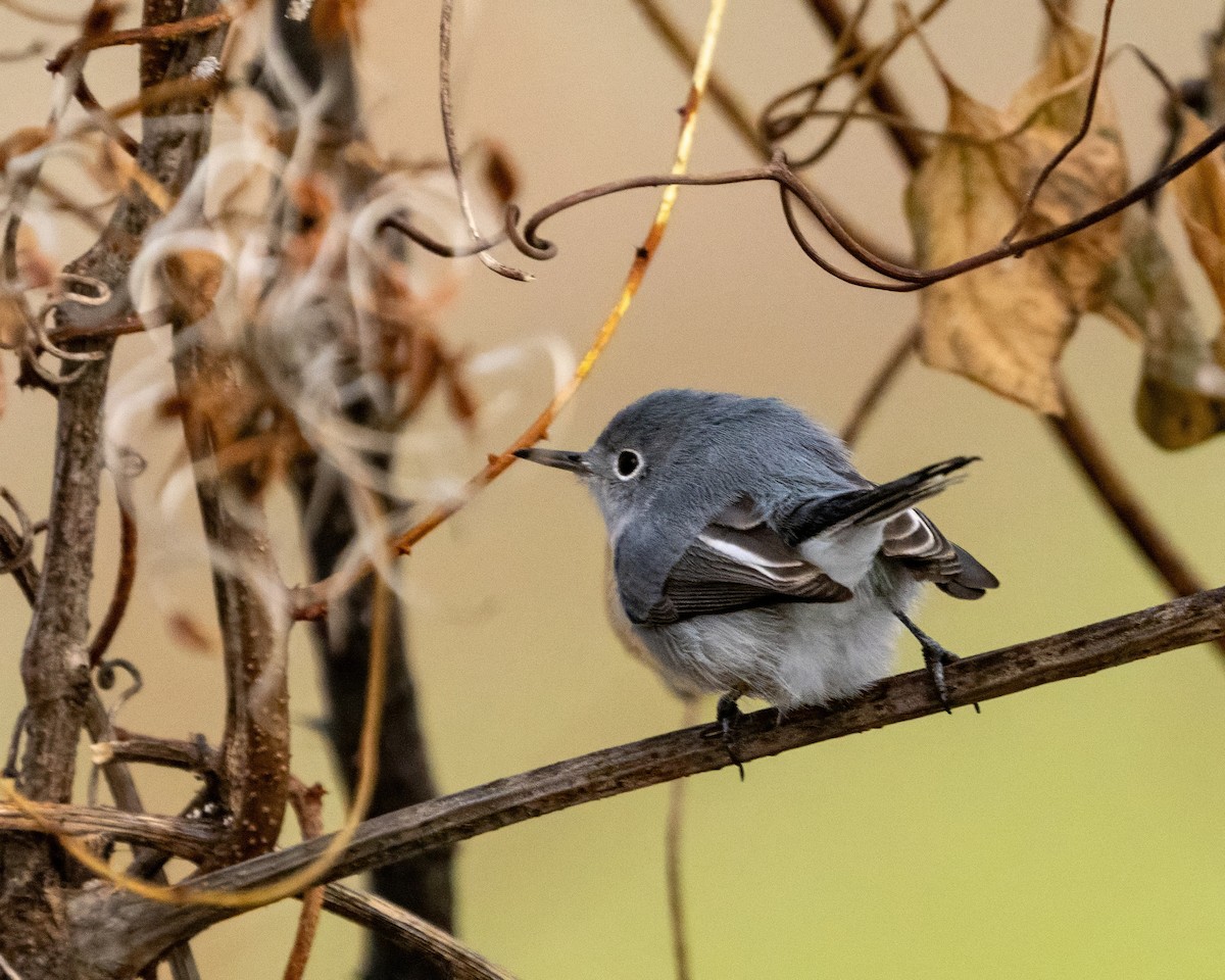 Blue-gray Gnatcatcher - ML646541167