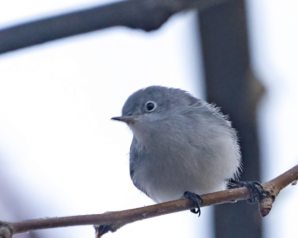 Blue-gray Gnatcatcher - ML646541168