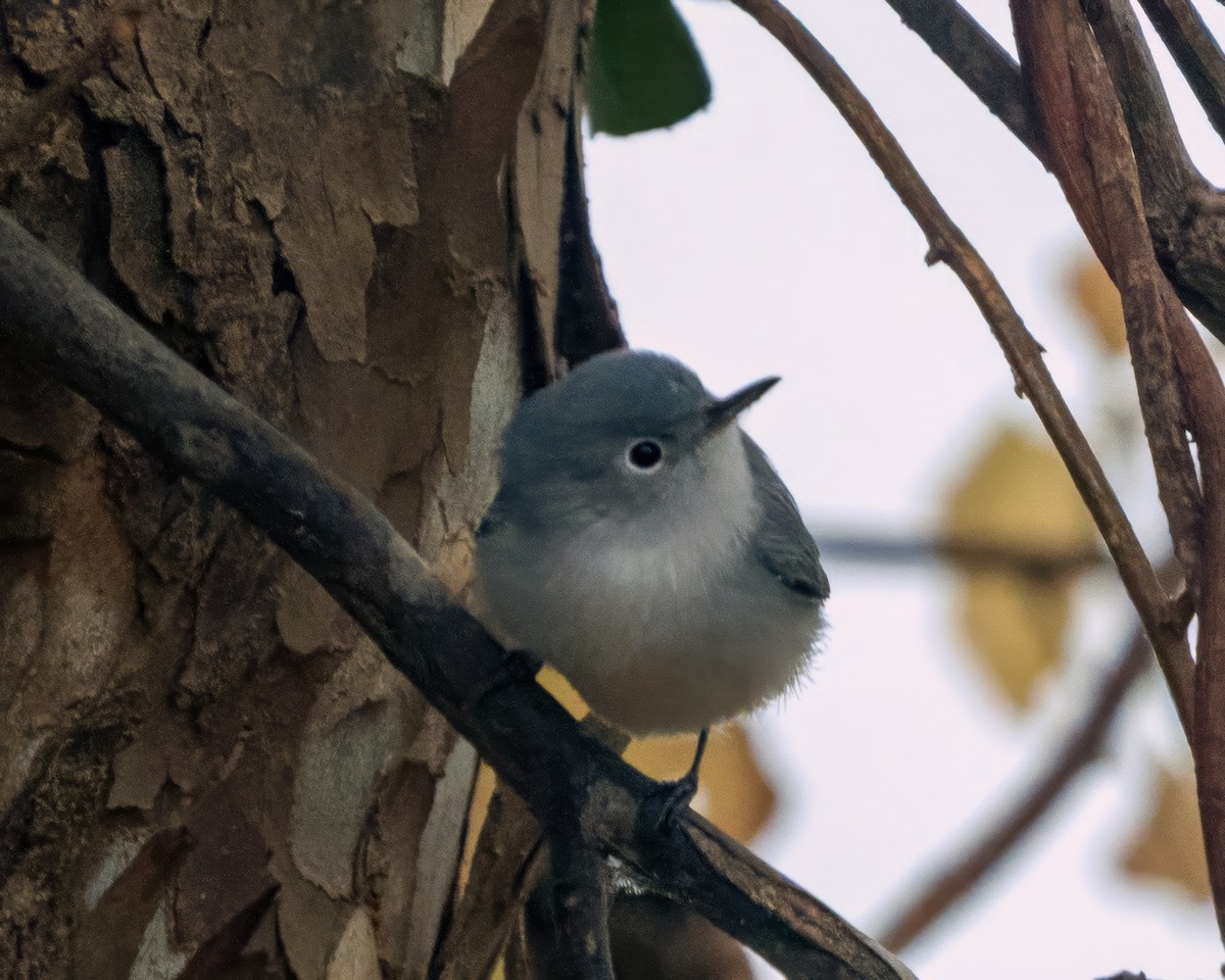 Blue-gray Gnatcatcher - ML646541169