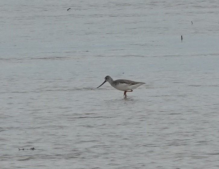 tereksnipe - ML646541171