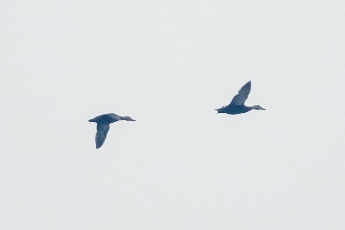 Крижень американський - ML646541175