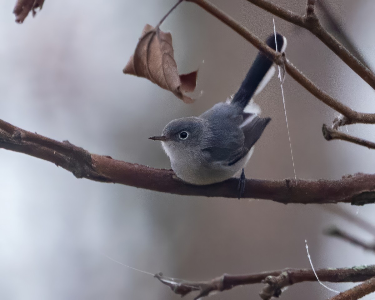 Blue-gray Gnatcatcher - ML646541177