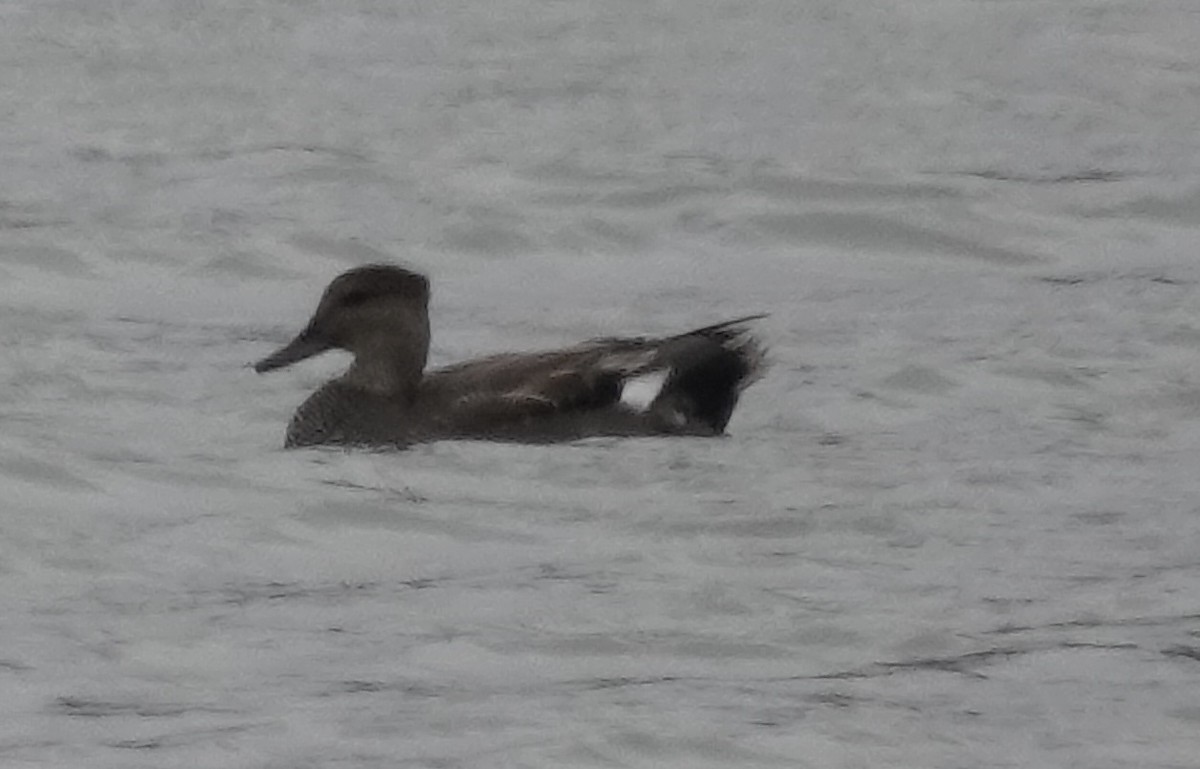 赤膀鴨 - ML646541181