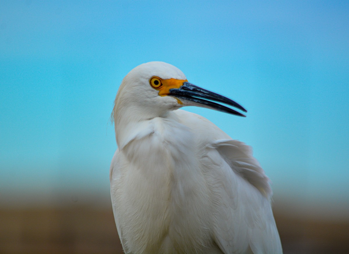 Snowy Egret - ML646541196