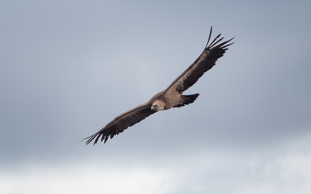 sup bělohlavý - ML646541197