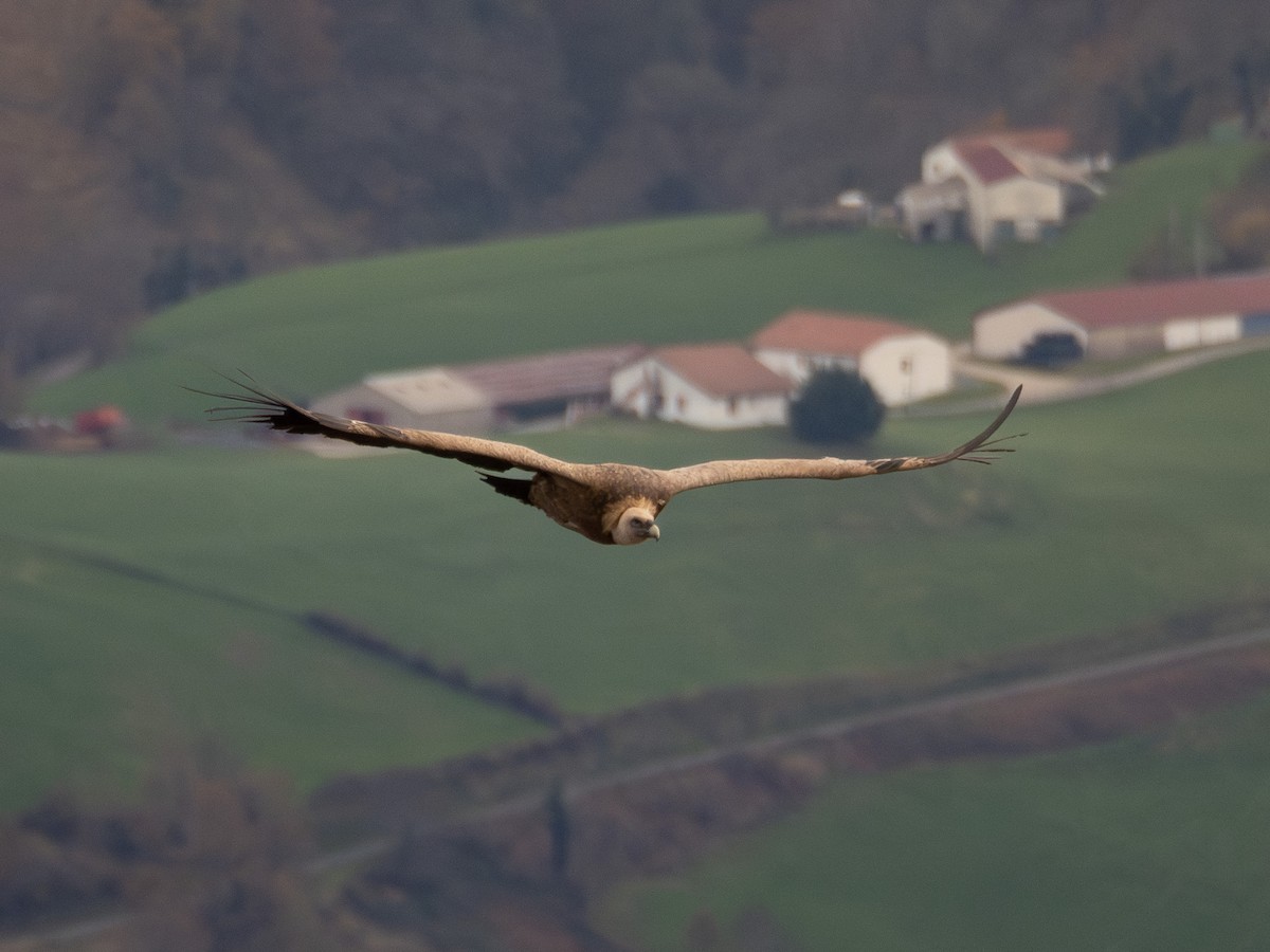 sup bělohlavý - ML646541198