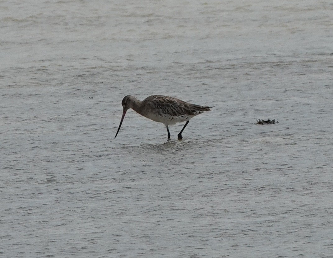 lappspove - ML646541200