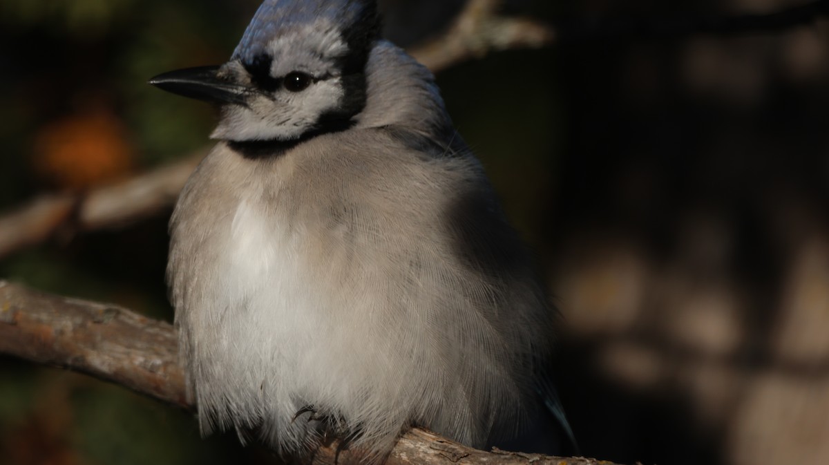 Blue Jay - ML646541201