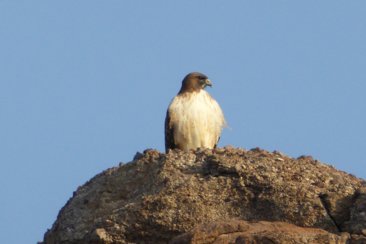 Red-tailed Hawk - ML646541205