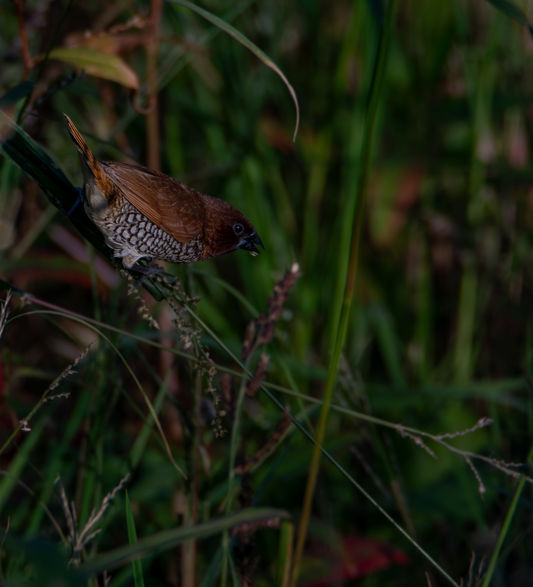 斑文鳥 - ML646541206