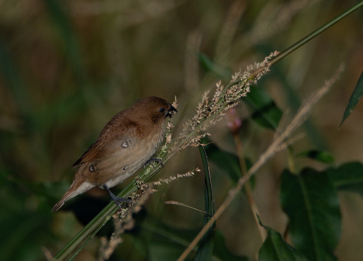 斑文鳥 - ML646541210