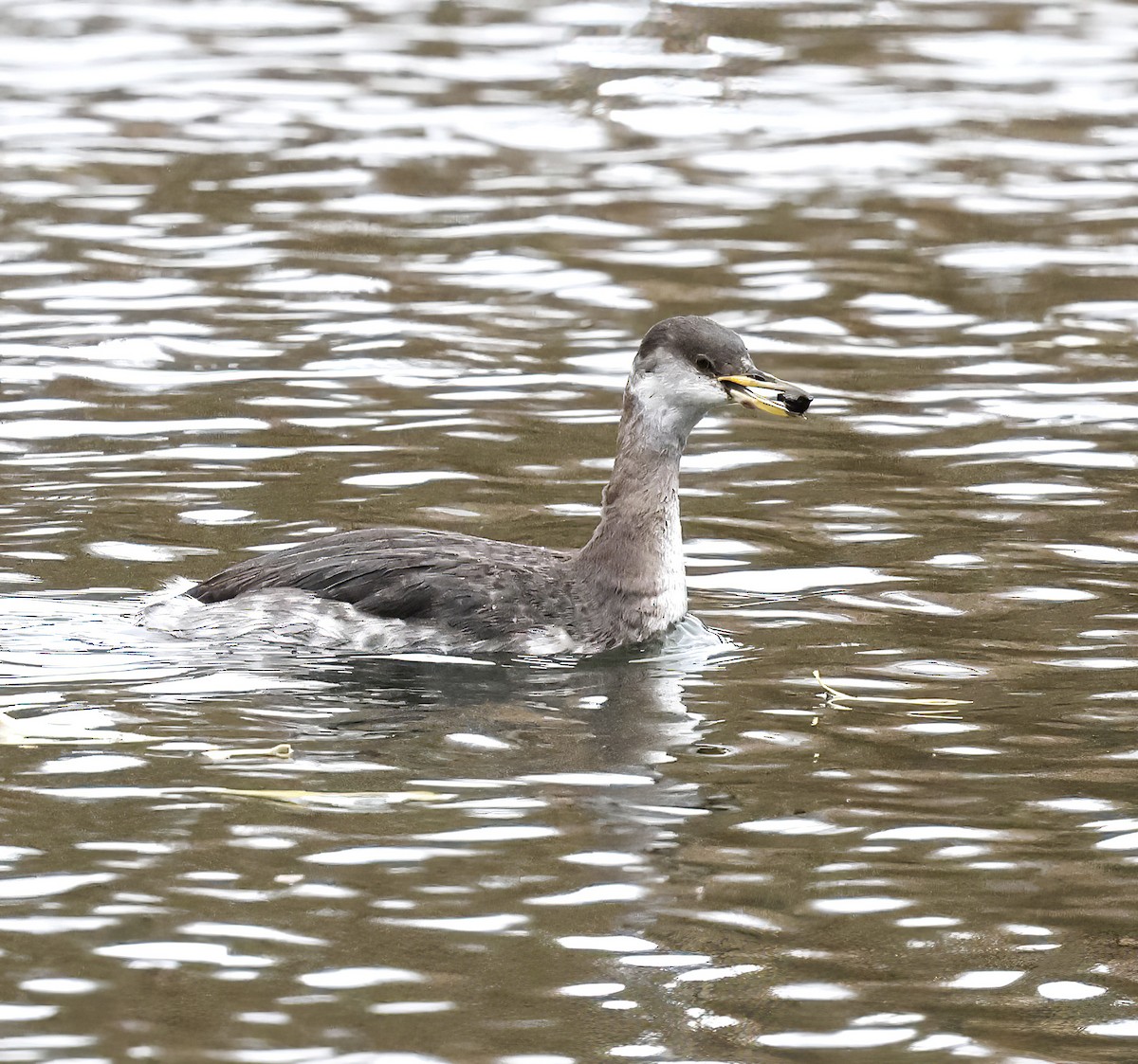 potápka rudokrká - ML646541212