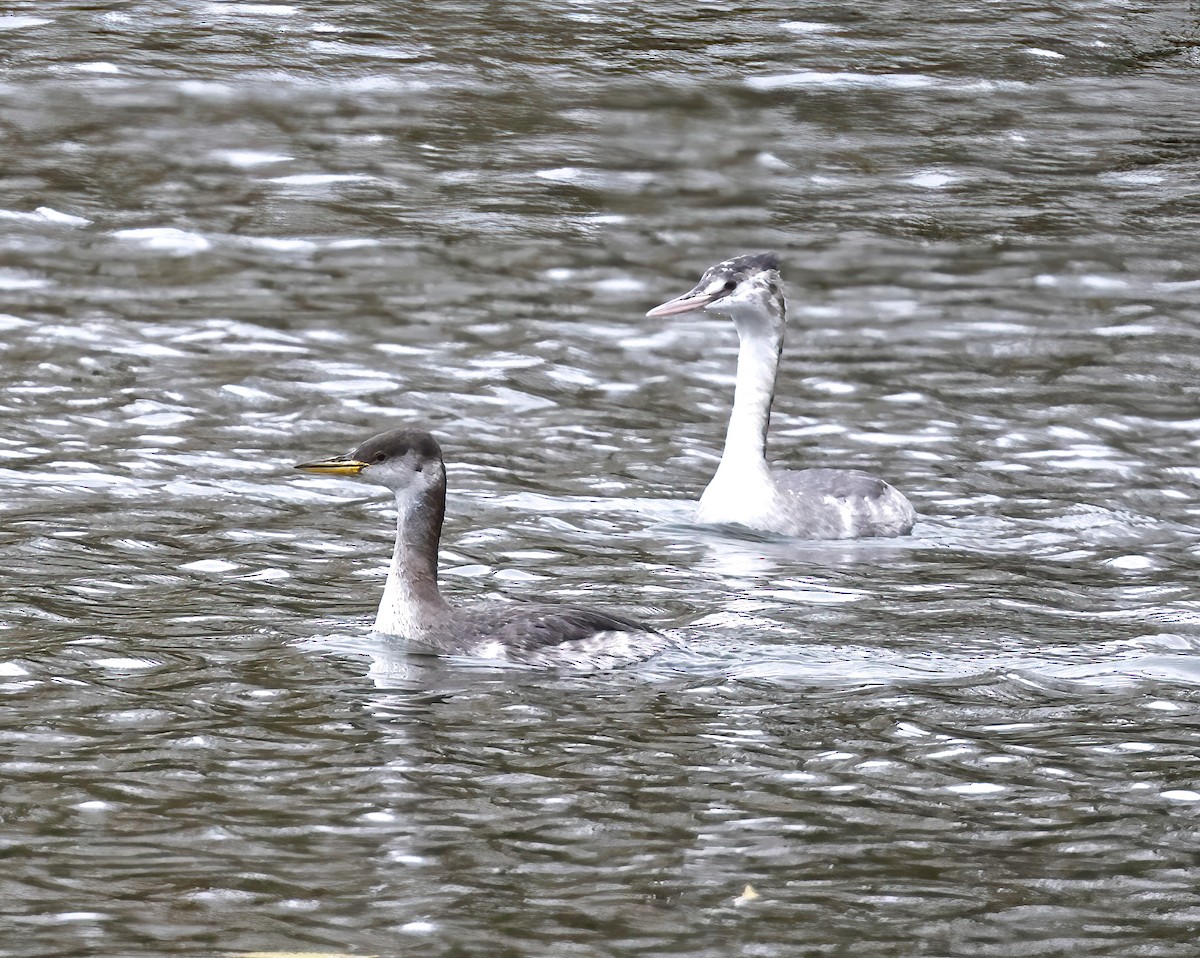 potápka rudokrká - ML646541213