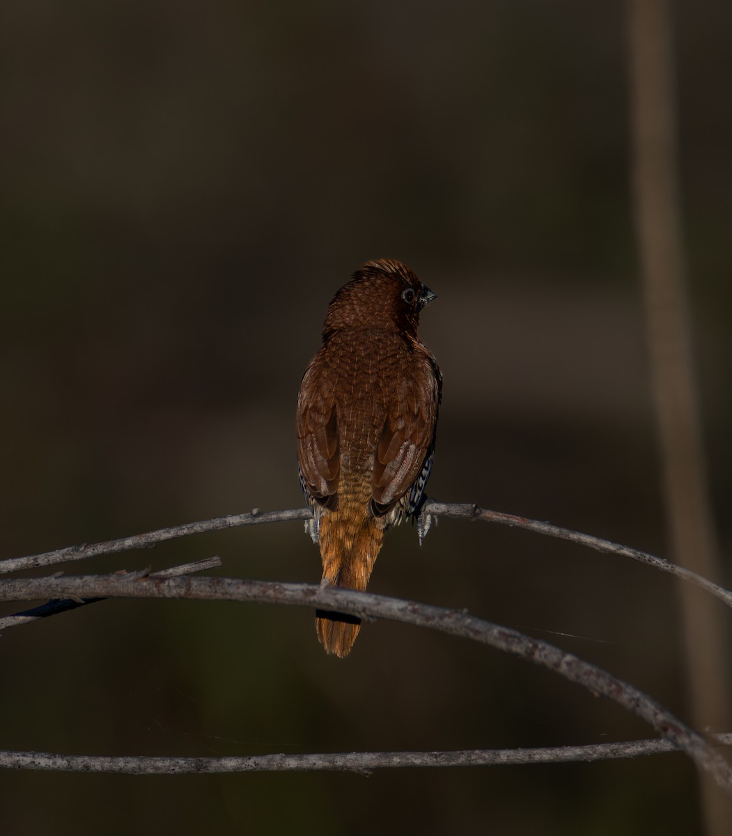 斑文鳥 - ML646541215