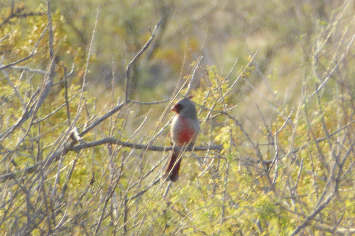 Pyrrhuloxia - ML646541216