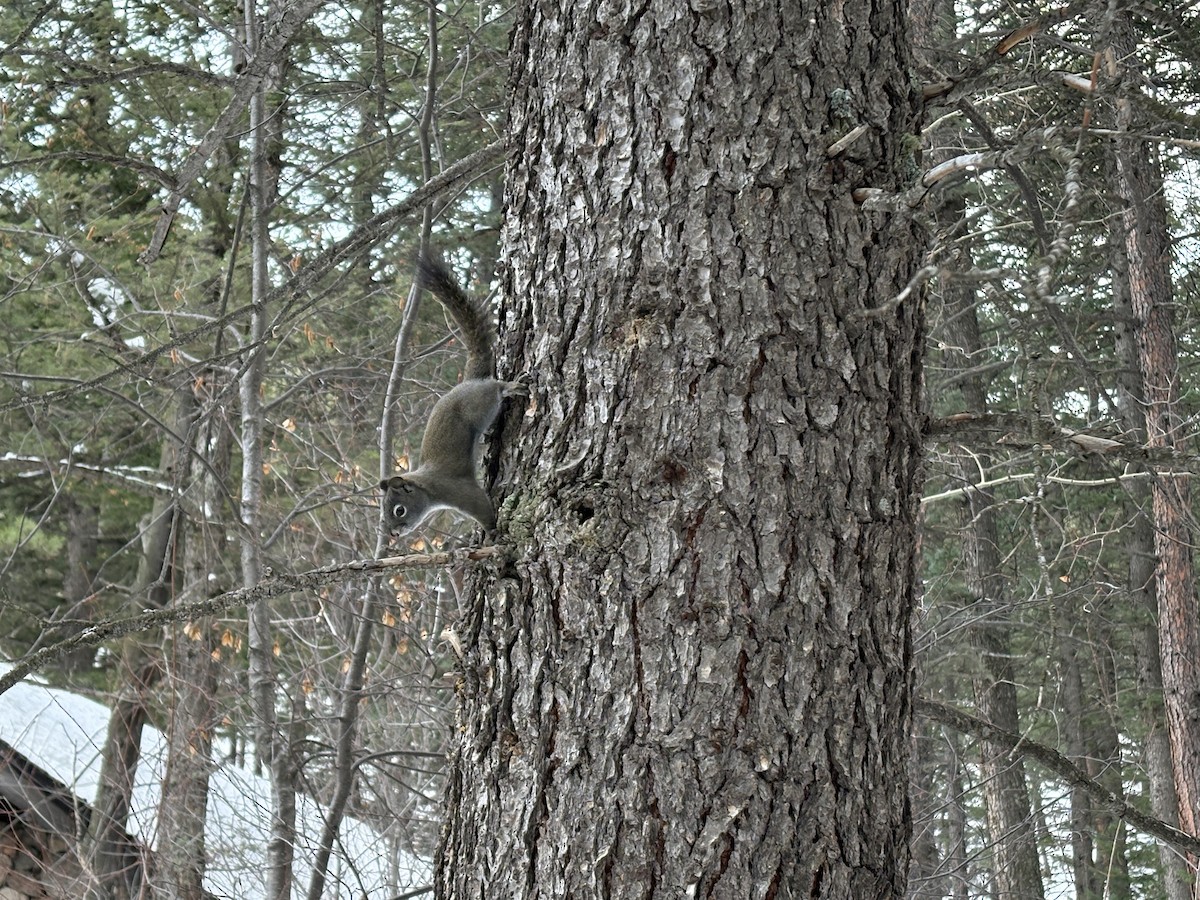 Ardilla roja del suroeste - ML646541217