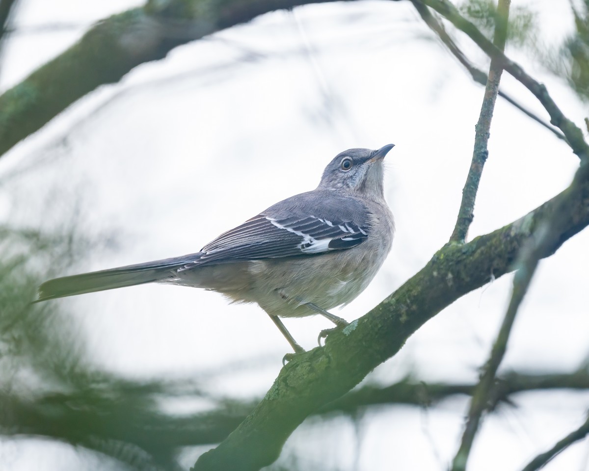 Northern Mockingbird - ML646541219