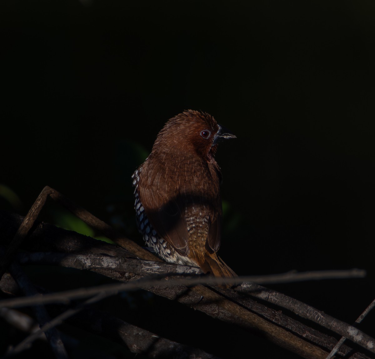 斑文鳥 - ML646541220