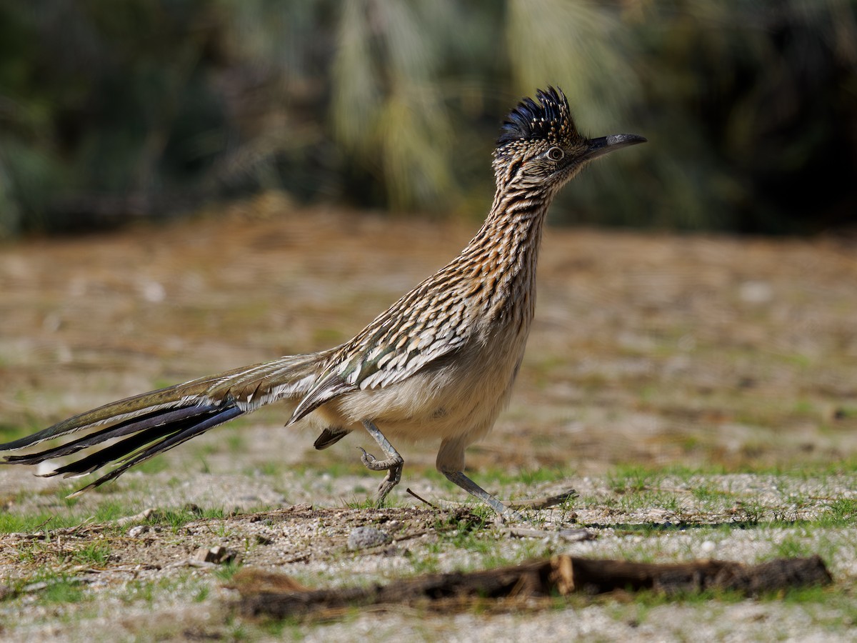 Correcaminos Grande - ML646541221
