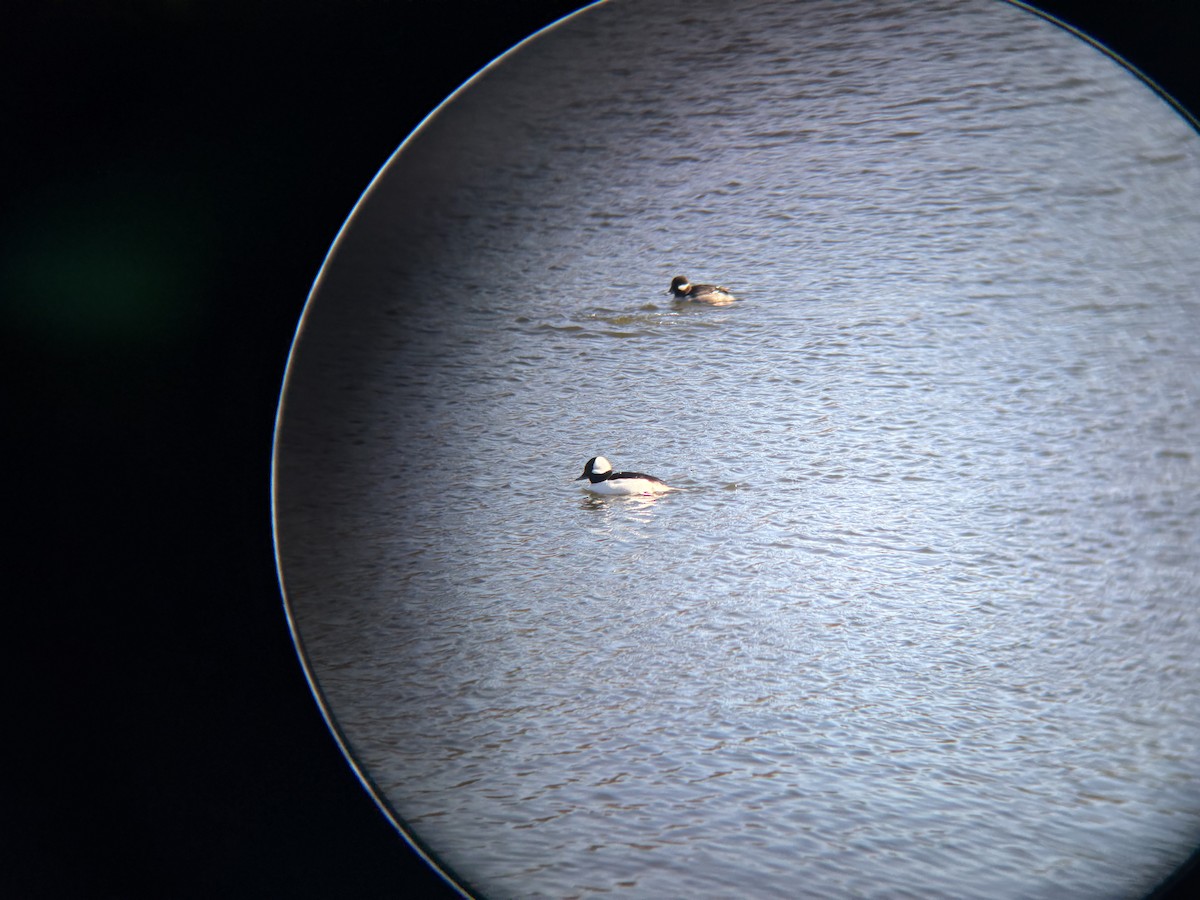 Bufflehead - ML646541222