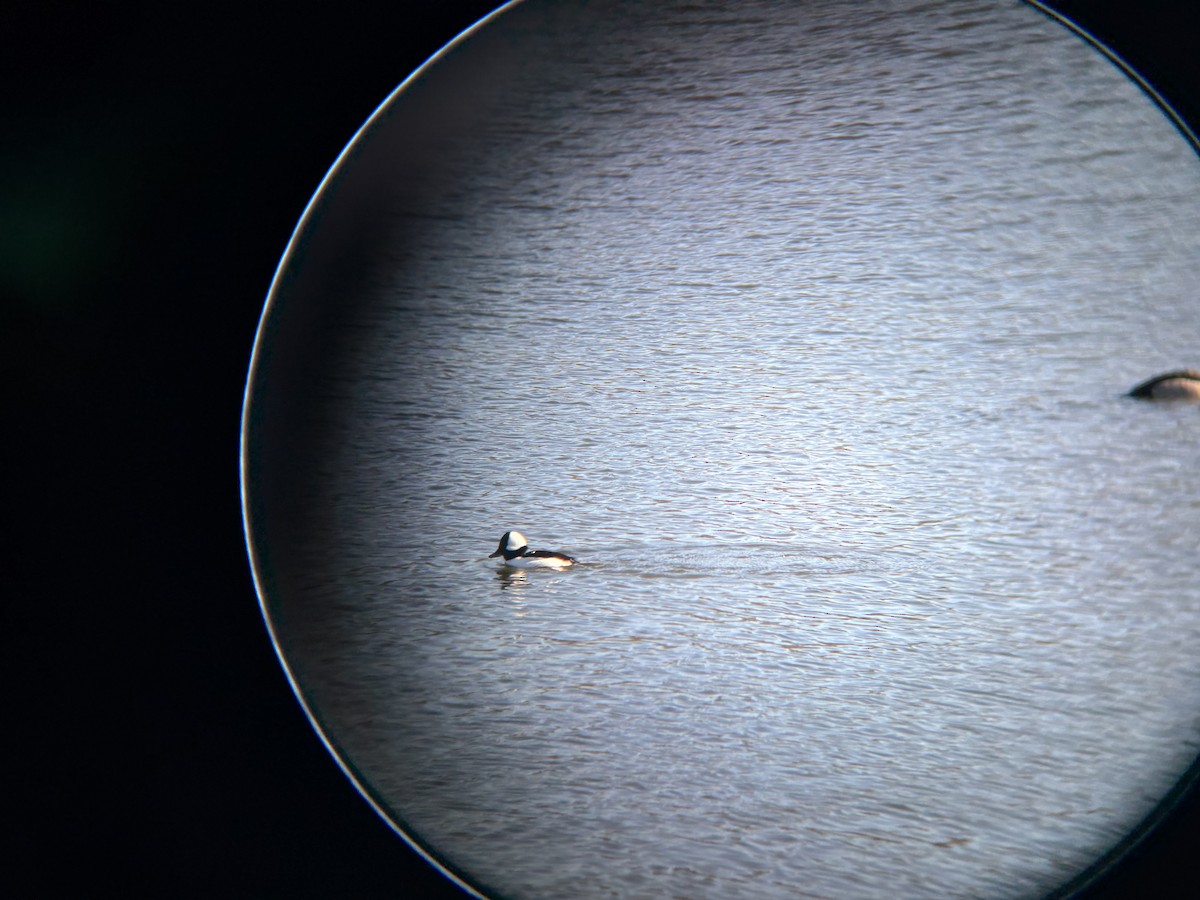 Bufflehead - ML646541223