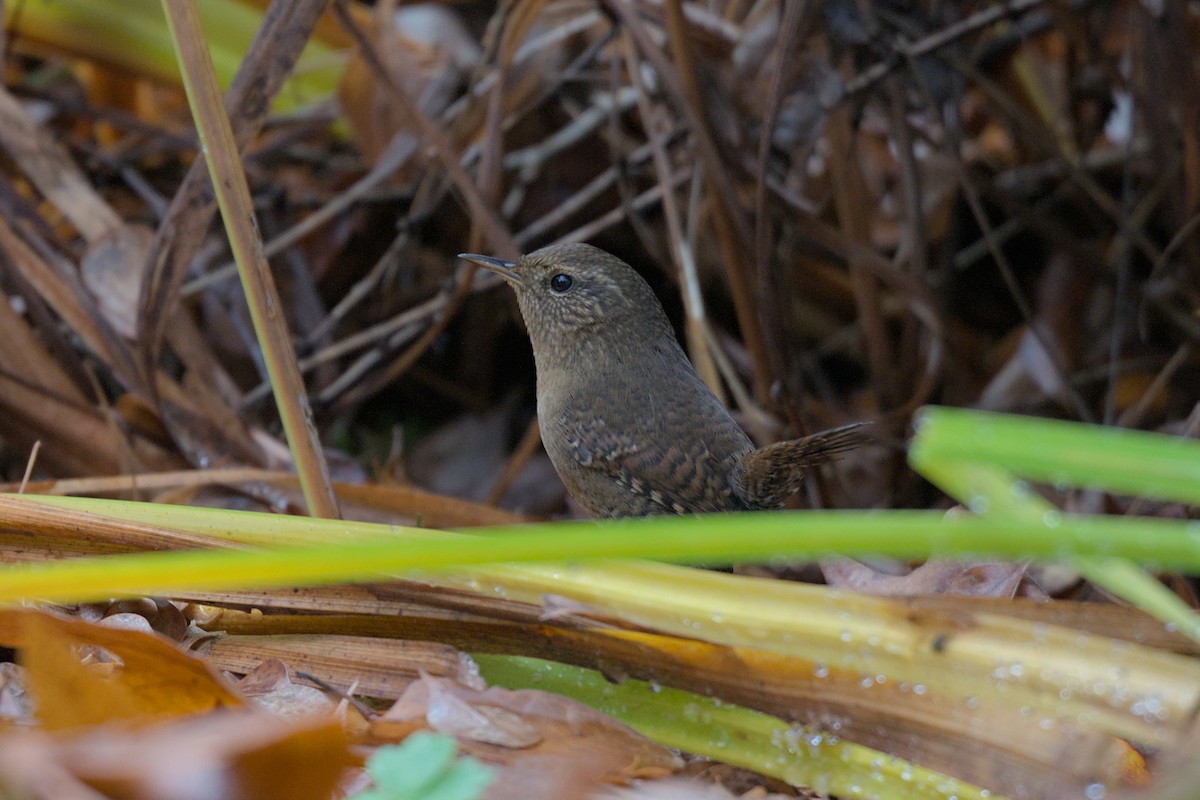Pacific Wren - ML646541224