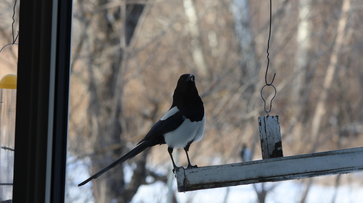 straka americká - ML646541226