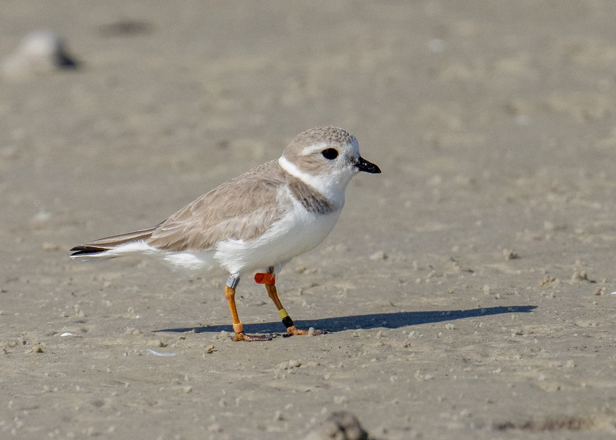 Piping Plover - ML646541227