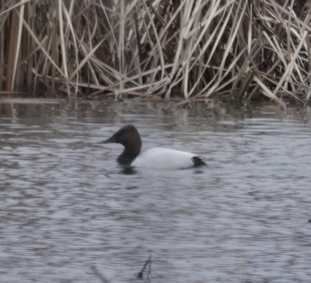 帆背潛鴨 - ML646541228