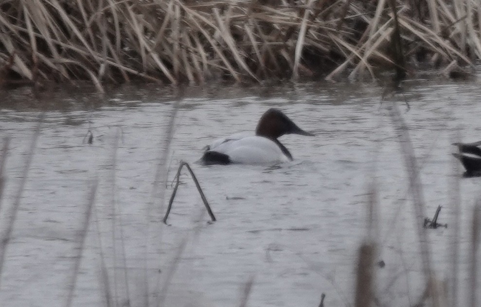 帆背潛鴨 - ML646541229