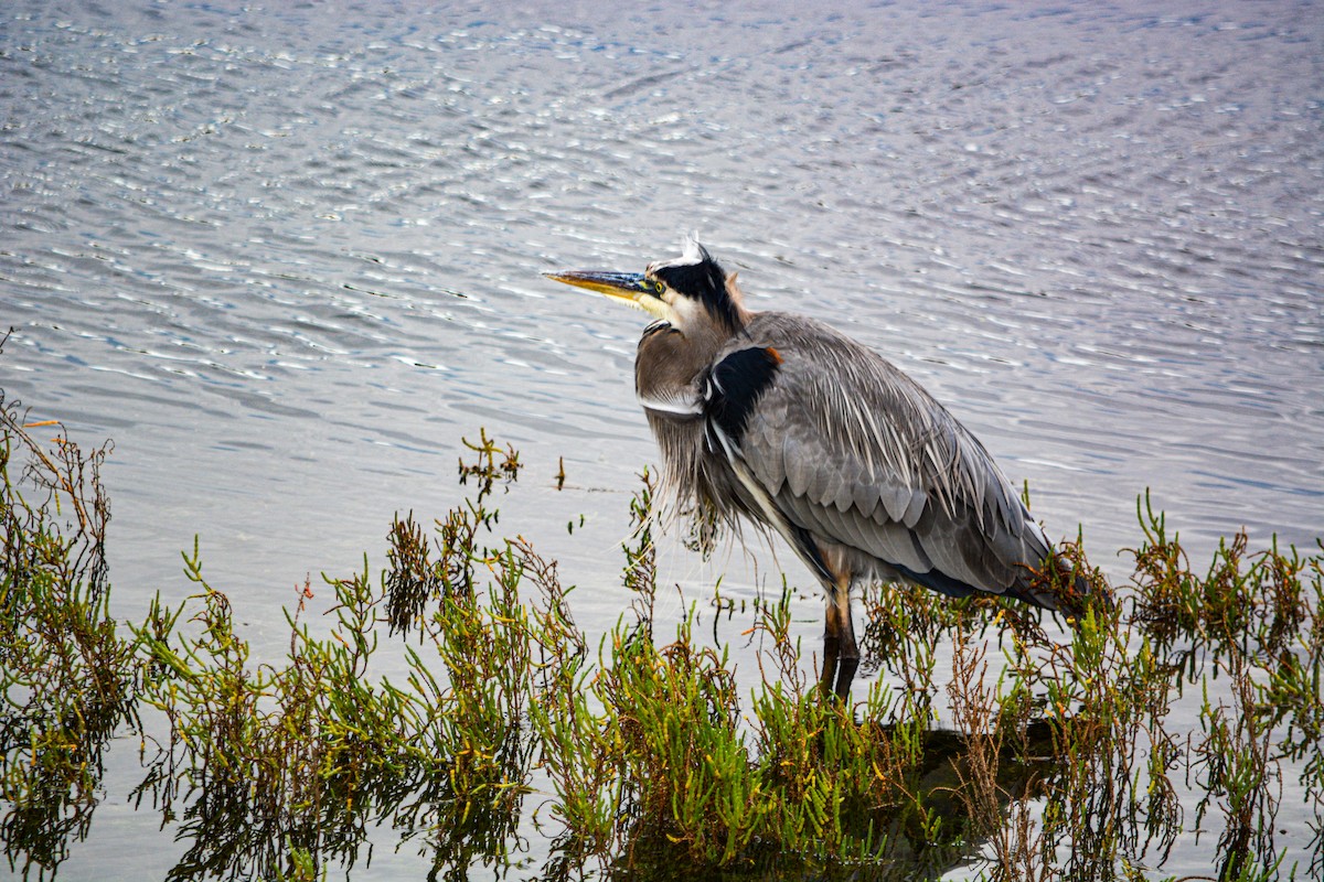 Great Blue Heron (Great Blue) - ML646541230