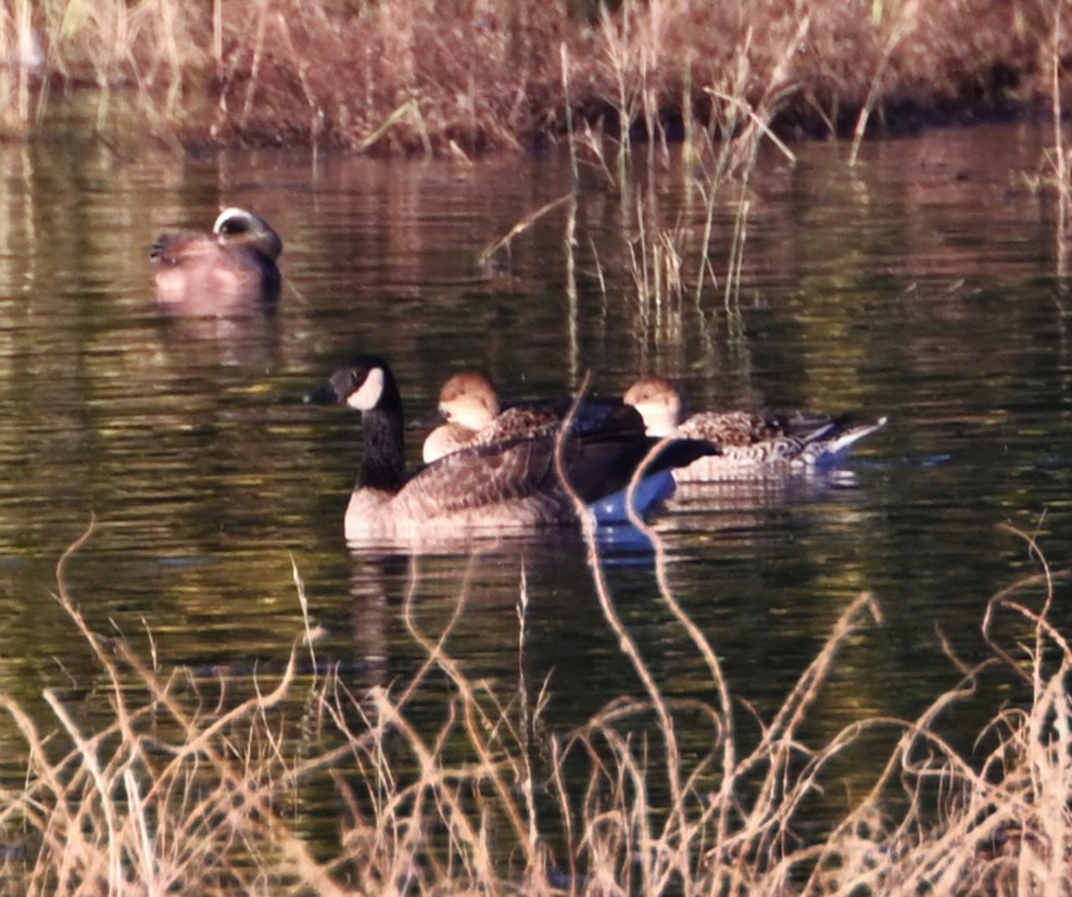 小加拿大雁 - ML646541231