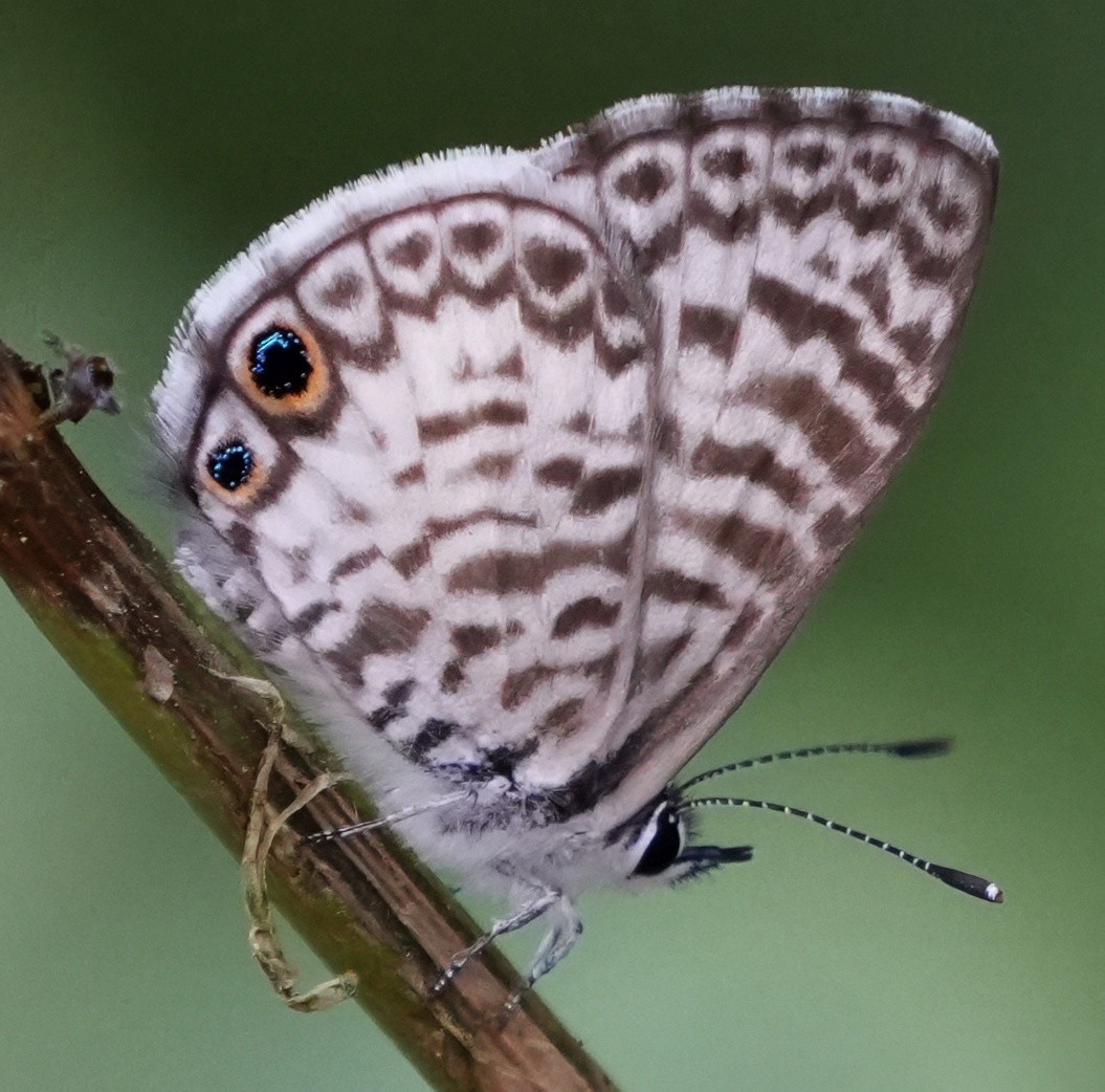 Cassius Blue - ML646541232