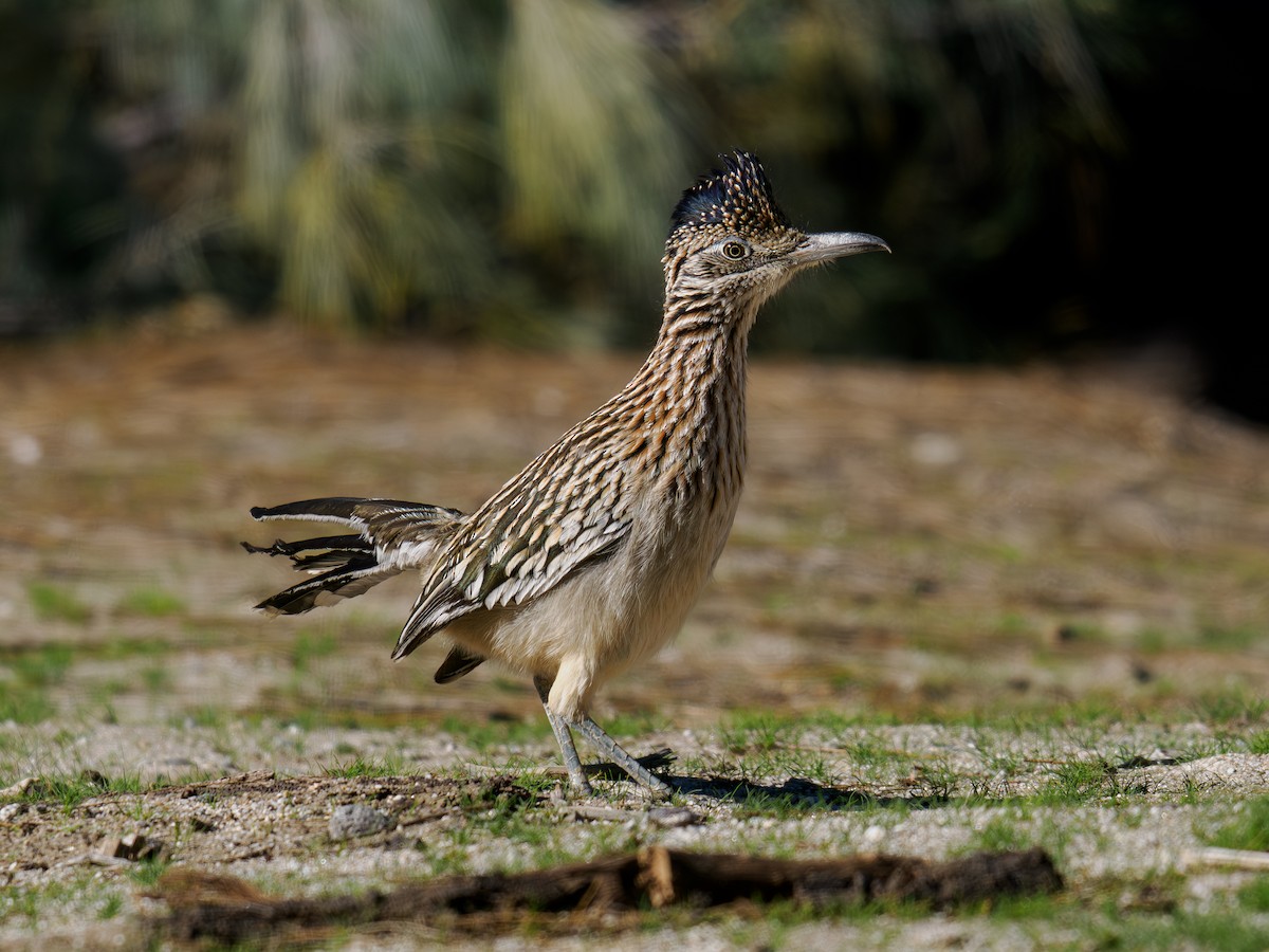 Correcaminos Grande - ML646541233