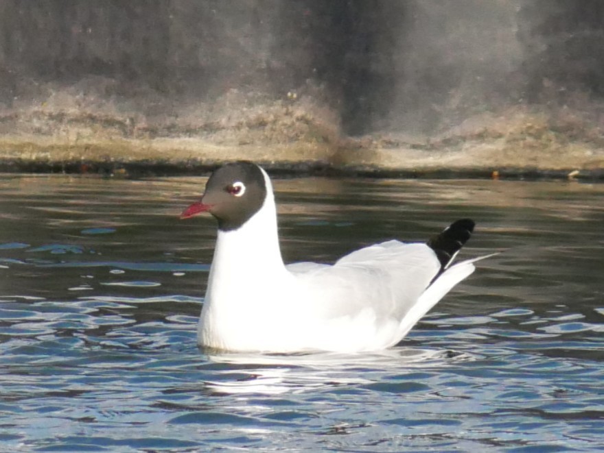 Andean Gull - ML646541234