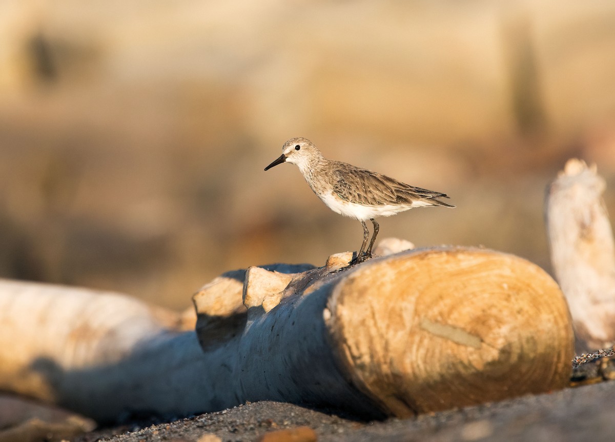 Ak Sokumlu Kumkuşu - ML646541236