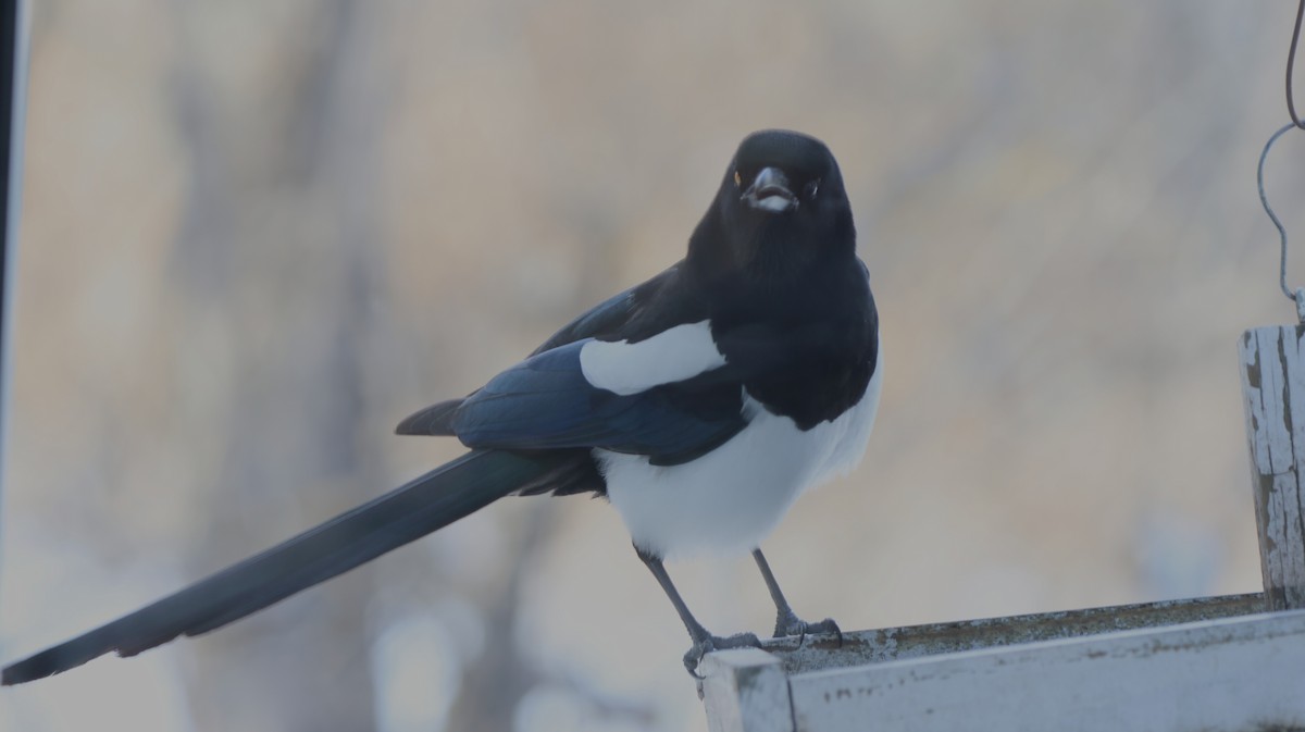 straka americká - ML646541238