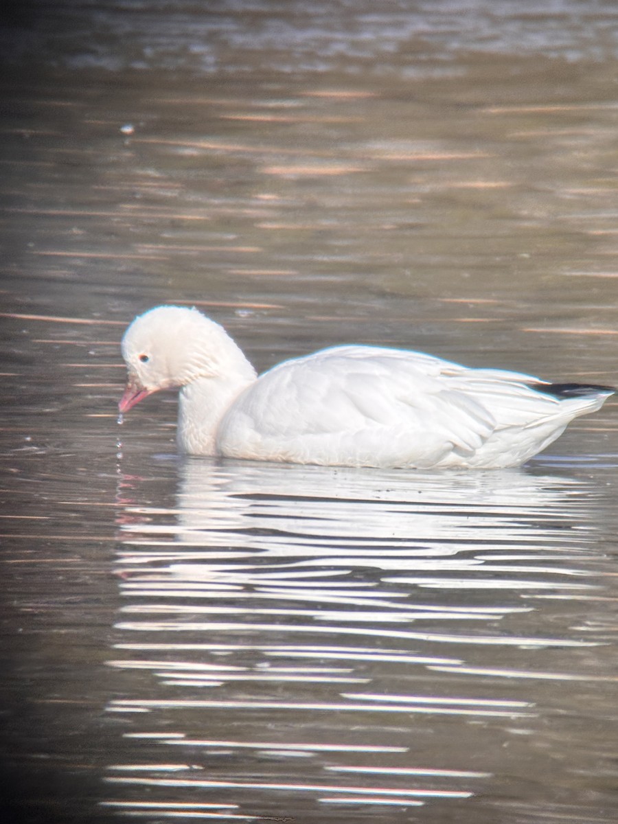 Ross's Goose - ML646541239