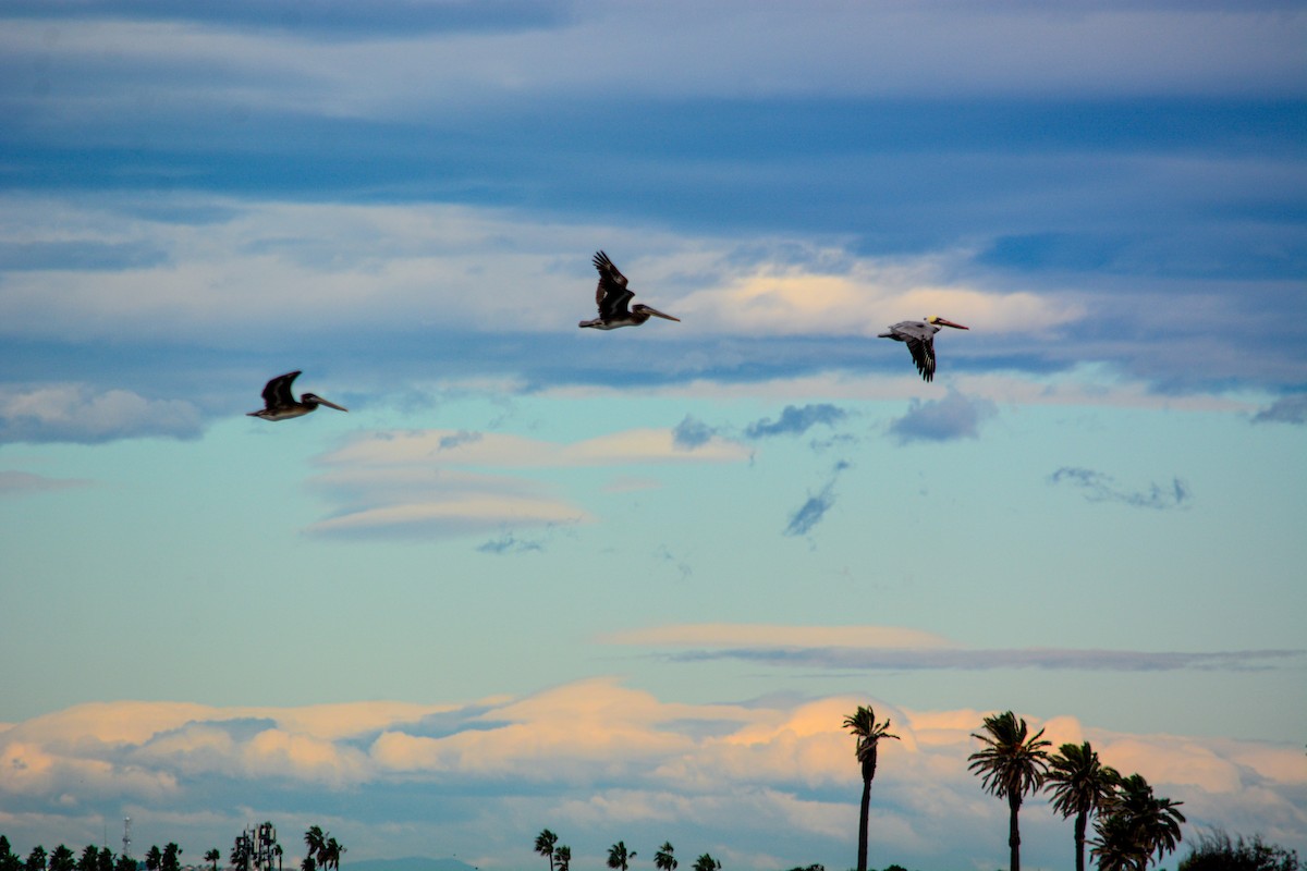 Brown Pelican - ML646541240