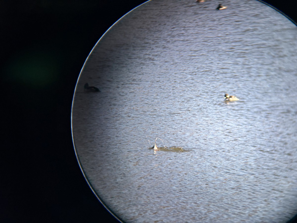 Bufflehead - ML646541244