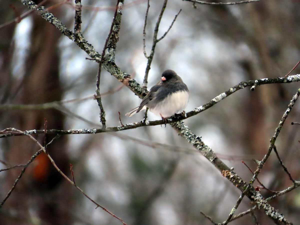 Dark-eyed Junco (Slate-colored) - ML646541246