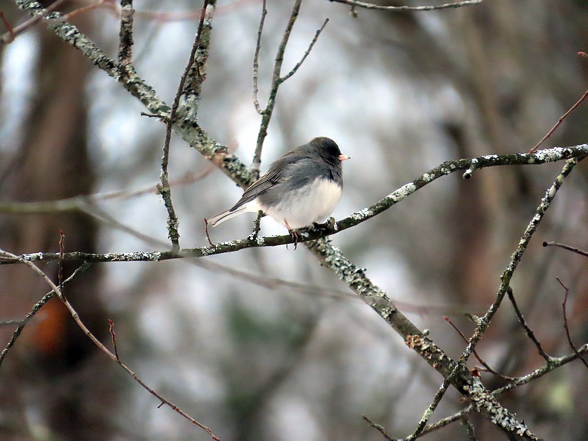 Dark-eyed Junco (Slate-colored) - ML646541247