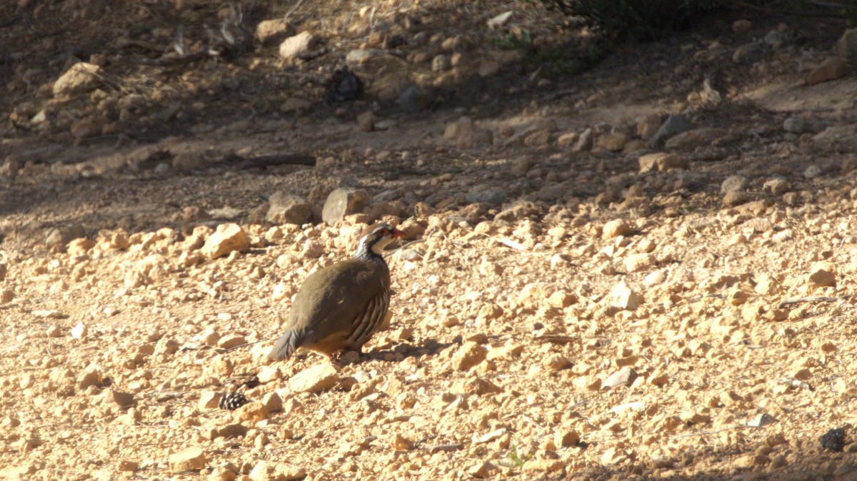 Kızıl Keklik - ML646541248