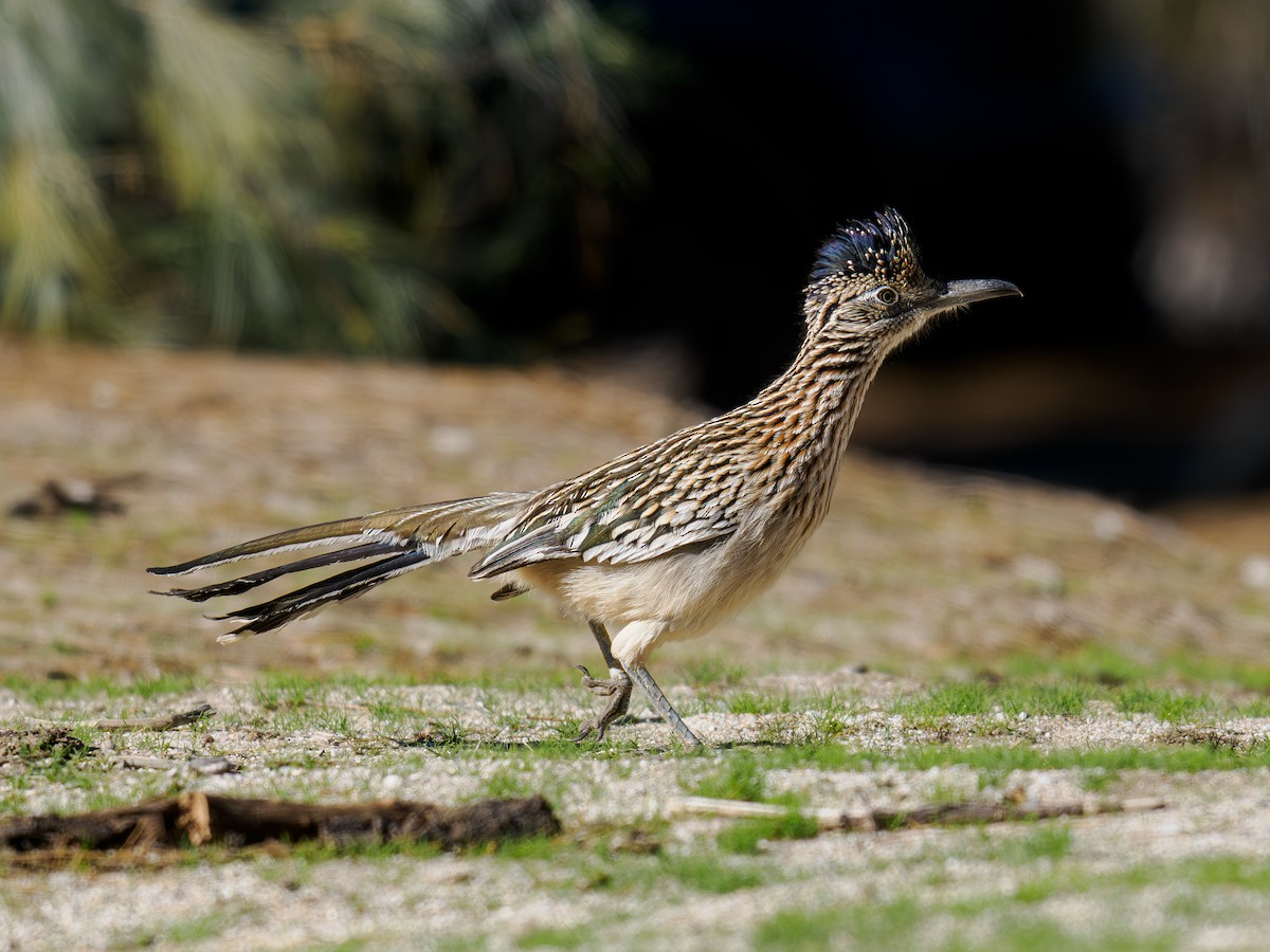 Correcaminos Grande - ML646541249