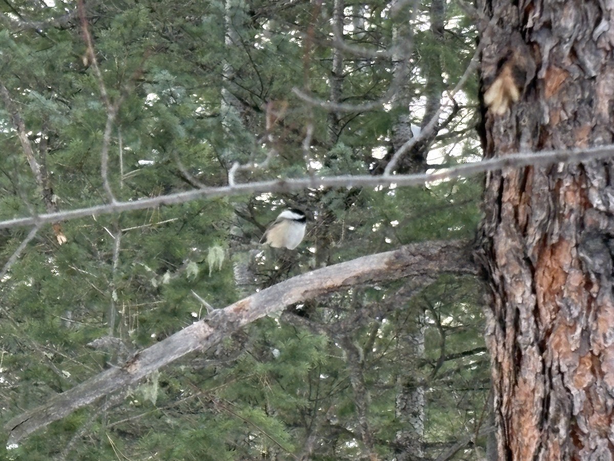 Carbonero Cabecinegro - ML646541250