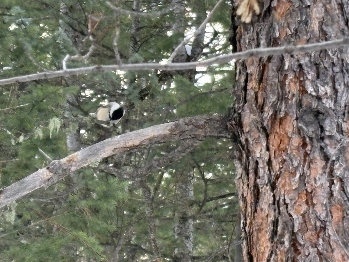 Carbonero Cabecinegro - ML646541251